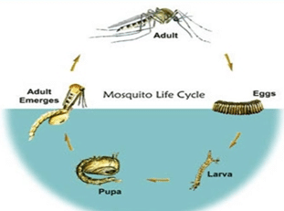 Daur Hidup Nyamuk dan Penjelasannya