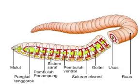 Cacing tanah tergolong hewan hermafrodit artinya