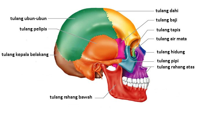 Tulang Kepala Belakang : Pengertian, Bagian – Bagian, Struktur dan