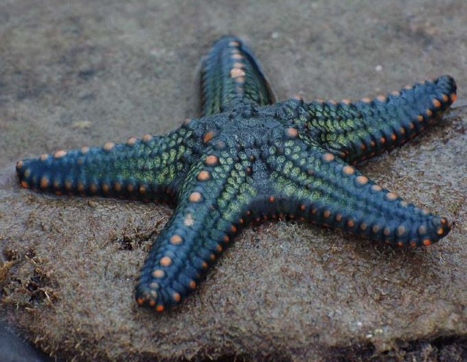 5 Daur Hidup Bintang  Laut  Taksonomi Morfologi Fisiologi 
