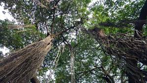 Fungsi Akar Gantung Pada Pohon Beringin Pengertian Jenis Dan Karakteristiknya Lengkap Penjaskes Co Id