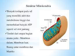 Mitokondria Mitokondrio