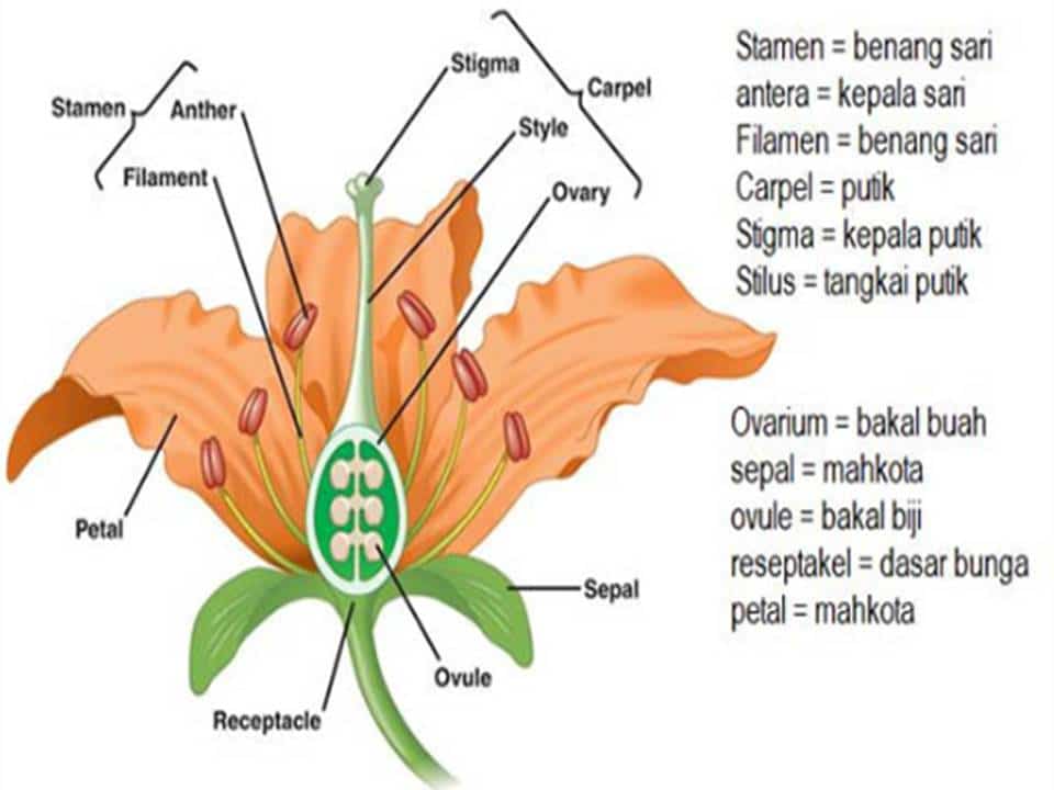 Struktur Anatomi Bunga beserta Fungsinya Lengkap