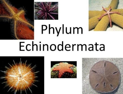 4 Peranan Filum Echinodermata Bagi Kehidupan - Pengertian, Ciri dan Karaktersitiknya