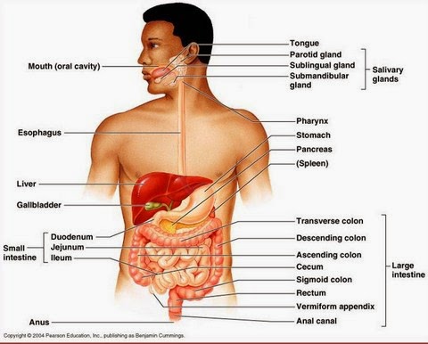 13 Mikroskopi Anatomi Sistem Digesti (Pencernaan) - Pengertian, Bagian dan Fungsinya Lengkap