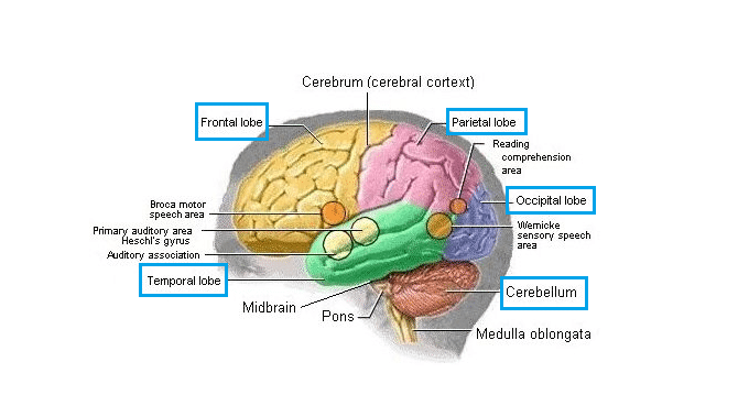 Pengertian dan Fungsi Otak Kiri Pada Manusia Beserta Fakta Menarik Lainnya