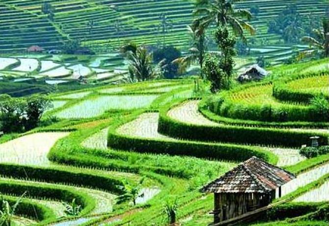 13 Tanah Yang Cocok Untuk Pertanian Di Pulau Jawa