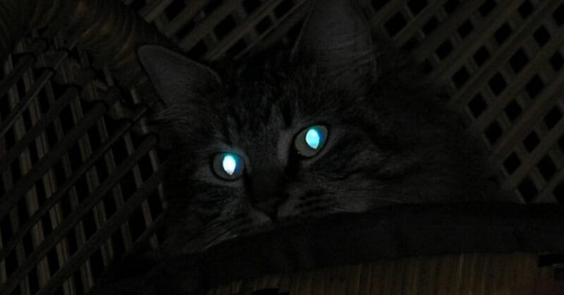 Sebab Mata Kucing Bisa Menyala