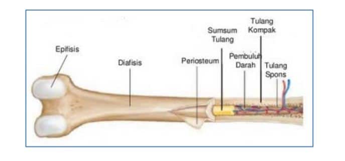 Struktur Tulang Pipa