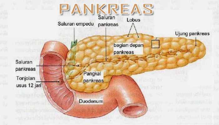 7 Fungsi Pankreas Pada Manusia dan Bagian Utamanya