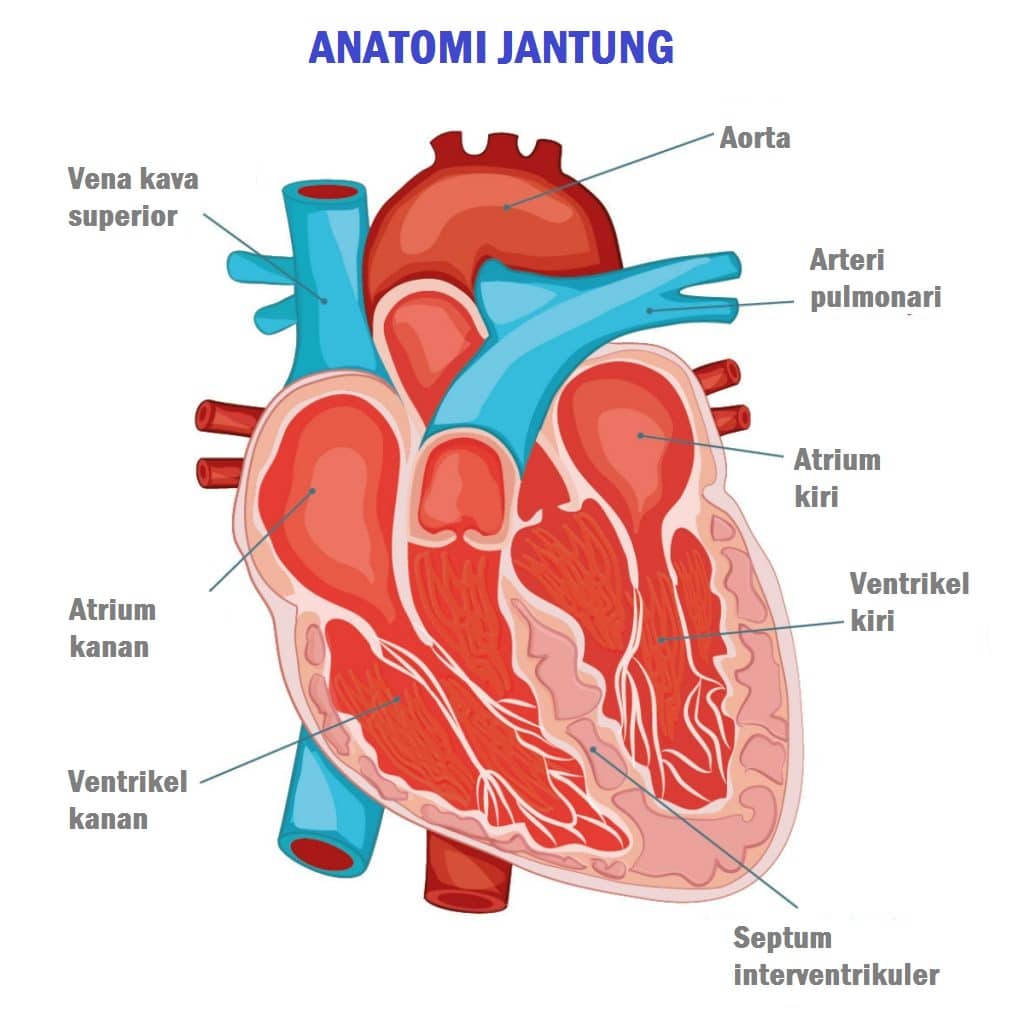 Atrium Kanan Jantung Manusia - Fungsi, Penyebab Kerusakan, Cara Menjaga dan Penyakitnya