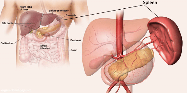 6 Fungsi Limpa Pada Organ Tubuh Manusia - Jenis Beserta Penjelasannya