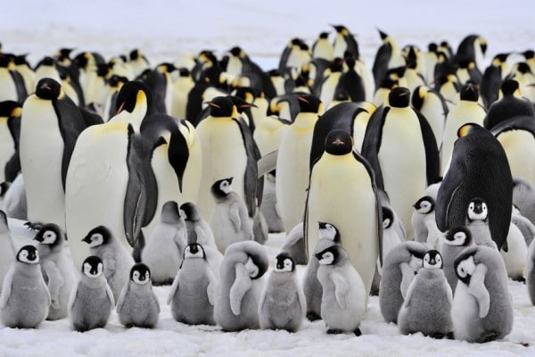 7 Fakta Unik Cara Berkembang Biak Penguin