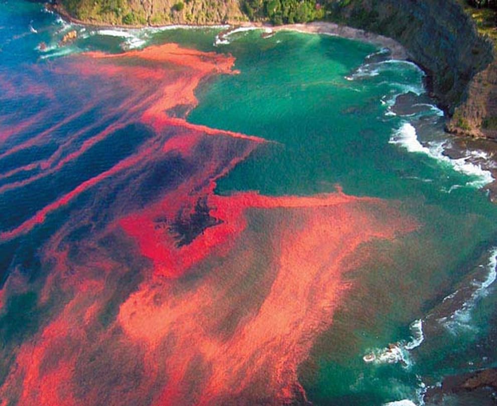 Dampak Red Tide Bagi Biota Laut Beserta Faktornya