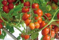 Proses Pertumbuhan Tanaman Tomat Paling Lengkap