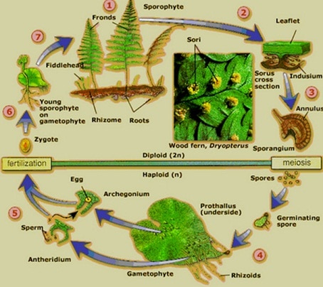 6 Perbedaan Metagenesis Pada Tumbuhan Paku dan Lumut Paling Mudah Diketahui