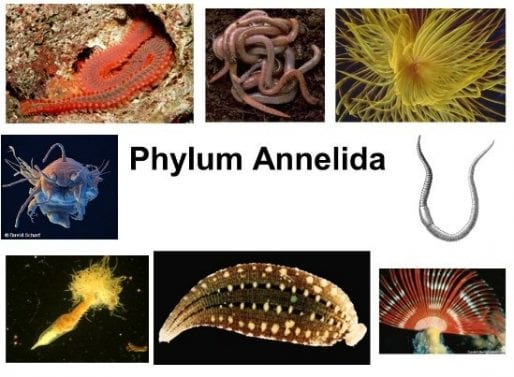 Hewan Annelida - Pengertian, Ciri-Ciri Beserta Penjelasannya