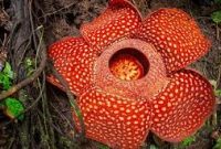 Bunga Rafflesia Arnoldi - Pengertian, Sejarah dan Karakteristiknya