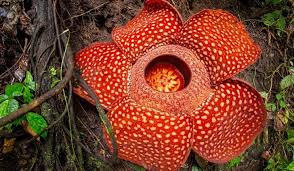 Bunga Rafflesia Arnoldi Pengertian Sejarah Dan Karakteristiknya