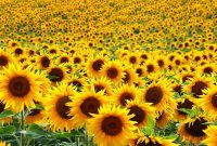 Proses Pertumbuhan Tanaman Bunga Matahari Paling Lengkap
