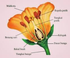 Mahkota Bunga Pengertian Variasi Karakteristik Dan Fungsinya Penjaskes Co Id