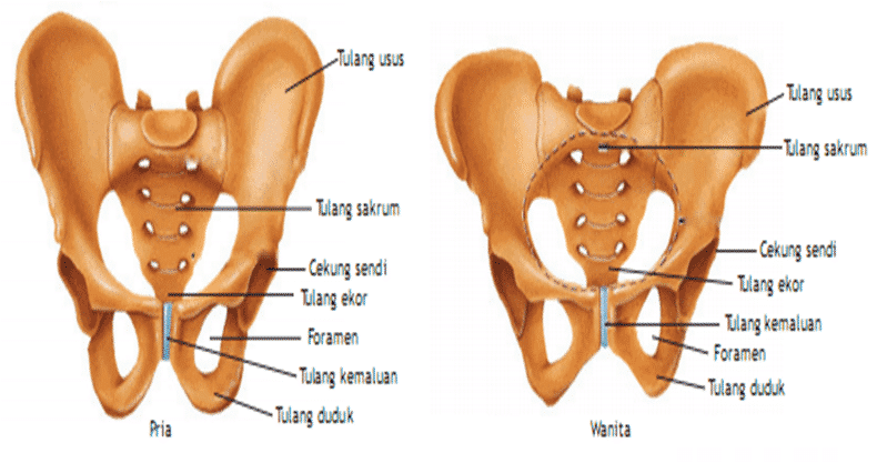 Tulang Gelang Panggul : Pengertian, Bagian - Bagian dan Fungsinya