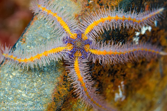  Bintang Ular Laut  Anatomi dan Contoh Spesiesnya 