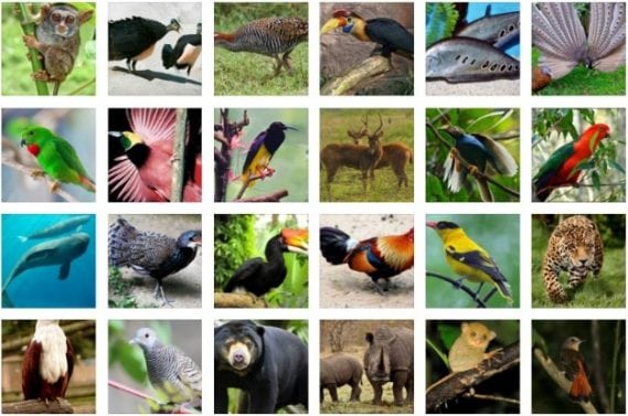 Fauna – Pengertian, Pengelompokan dan Persebarannya