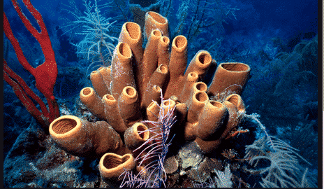  Ciri  Ciri  Hewan Porifera Terlengkap Beserta Penjelasannya 