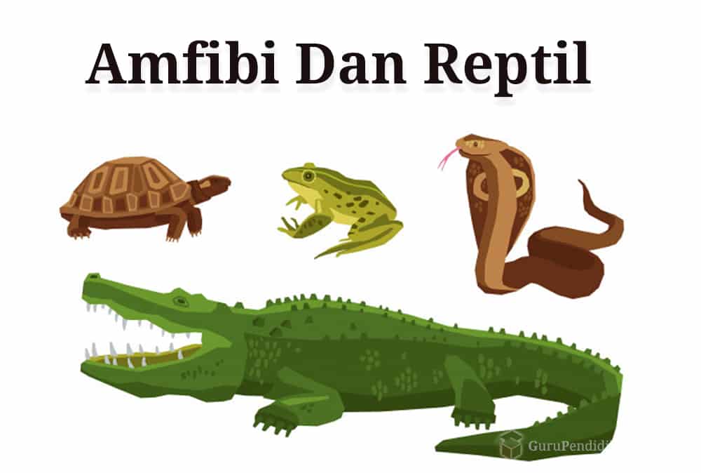 Apa Perbedaan Mamalia Dan Reptile Penjaskes.Co.Id