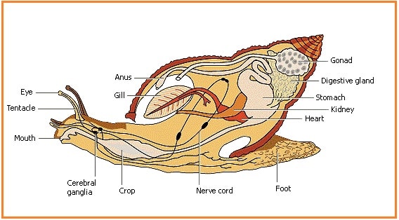  Organ  Gerak  Siput Rindu Sekolah