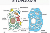 Sitoplasma