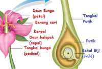 Struktur Fungsi Ovarium Bunga Penjaskes Co Id