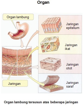 Jaringan Penyusun Lambung